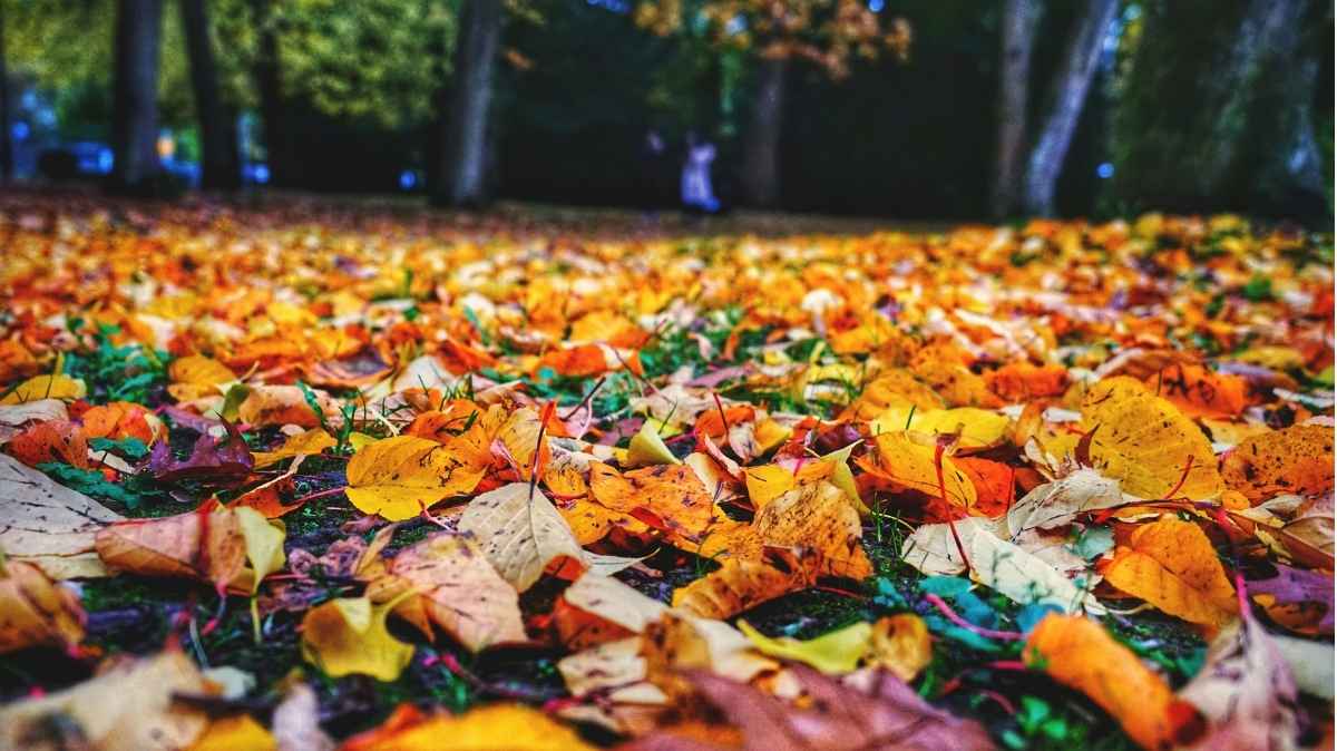 Deep Autumn Color Palette: 5 Steps to Transform Your Home