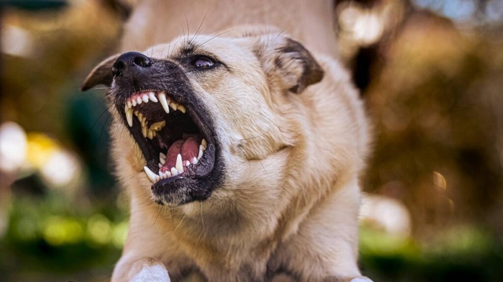 Doge Uprising: 5 Shocking Facts About This Crypto Movement