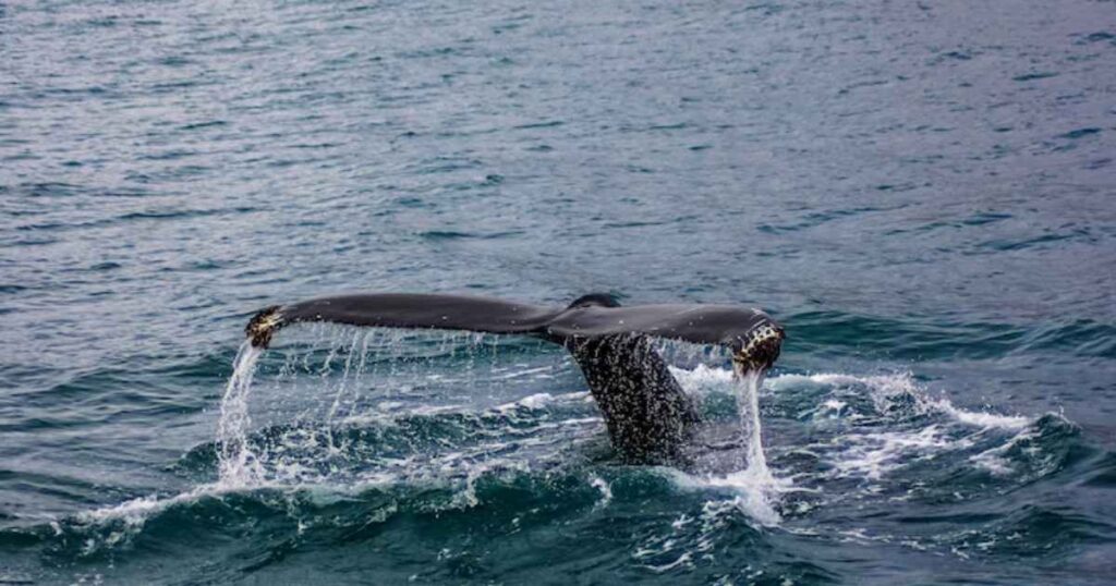 Whale Alerts: Why Big Crypto Moves Matter