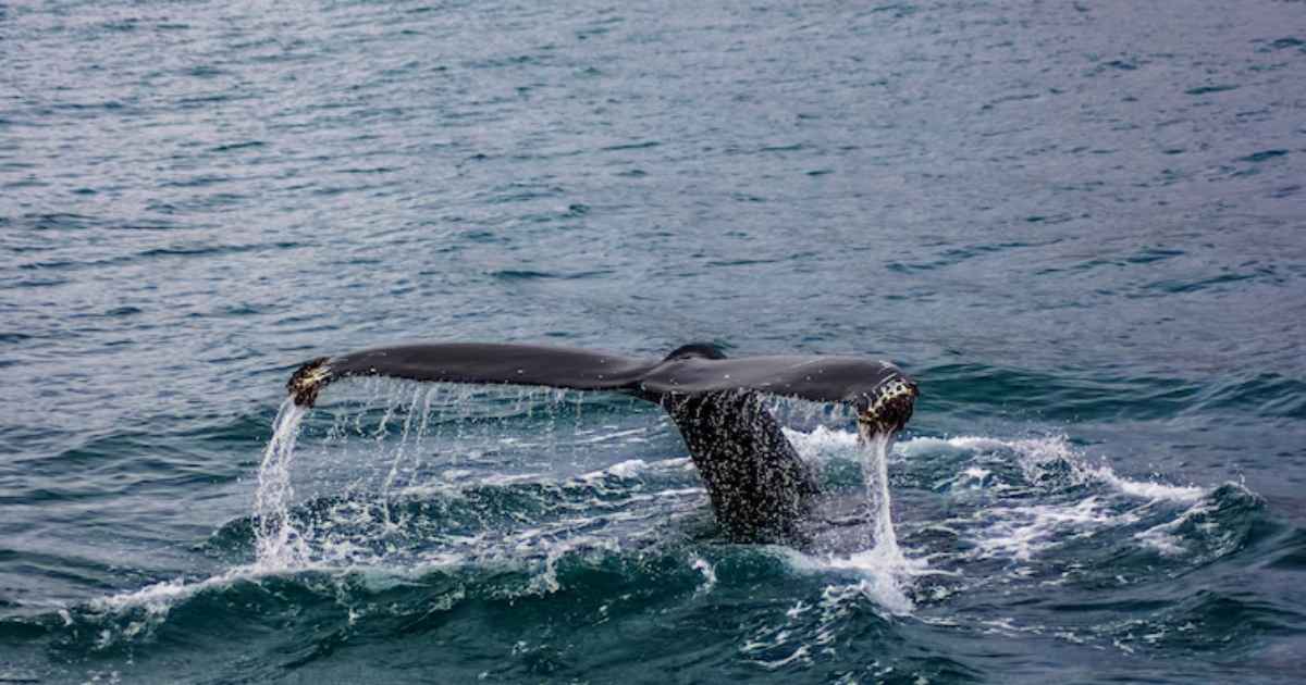 Whale Alerts: Why Big Crypto Moves Matter